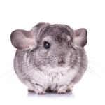 Chinchilla