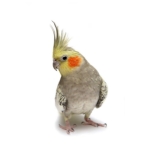 Cockatiel