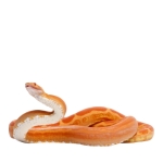 Corn Snake