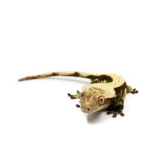 Crested Gecko