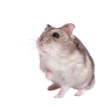 Dwarf Hamster