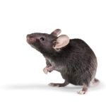 Fancy Mouse