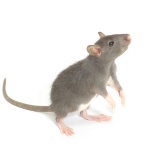 Fancy Rat
