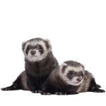 Ferret