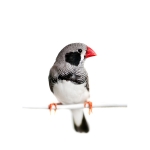 Finch