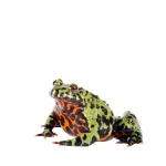 Firebelly Toad