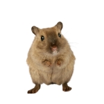 Gerbil