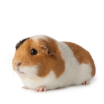 Guinea Pig