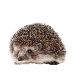 Hedgehog