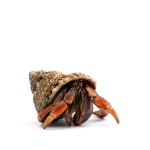 Hermit Crab