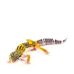 Leopard Gecko
