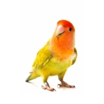 Lovebird