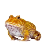Pacman Frog
