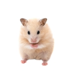 Syrian Hamster