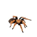 Tarantula