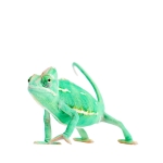 Veiled Chameleon