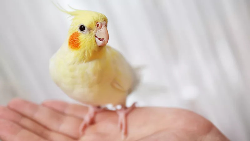 Bird Nail Trim