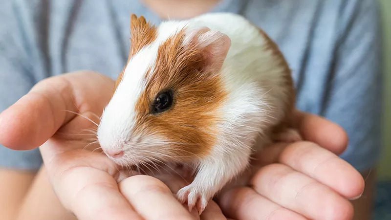 Guinea Pig & Rabbit Nail Trim