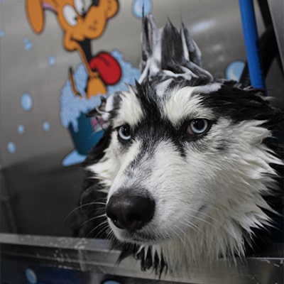 Self Serve Dog Wash